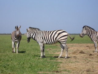 Zebra