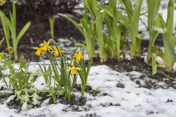 Unexpected snowfall in late spring, snow lies on narcissus
