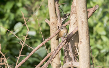 Cinnamon Bracken-Warbler (Bradypterus cinnamomeus) Perched on Branches in Tanzania