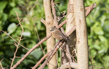 Cinnamon Bracken-Warbler (Bradypterus cinnamomeus) Perched on Branches in Tanzania