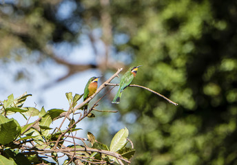 Two Wild Cinnamon-chested Bee-Eaters (Merops oreobates) Perched on Branches in Northern Tanzania