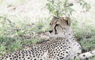 Wild Cheetah (Acinonyx jubatus) Lying on the Grassy Plains of the Serengeti in Tanzania