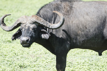 Cape Buffalo on a Grassy Plain on the Serengeti in Tanzania