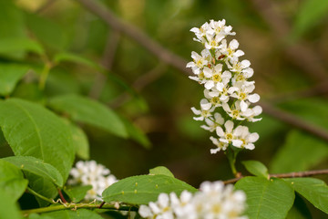 spring flowers