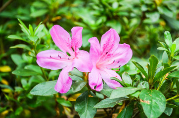 Macro closeup of two pink azalea flowers