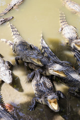 Siamese crocodiles Mekong delta in Vietnam
