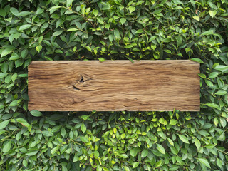 plank wood on Korean Banyan tree leaves background