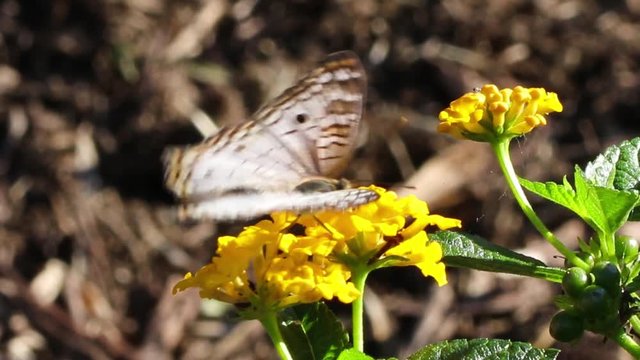Borboleta e flor amarela.