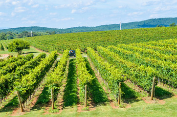 Autumn vineyard hills during summer in Virginia with green landscape