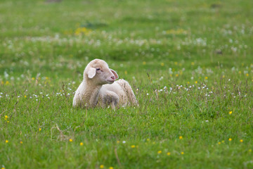 Lamb on the floral field © Geza Farkas