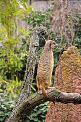 Erdm&auml;nnchen h&auml;lt auf einem Ast Ausschau 