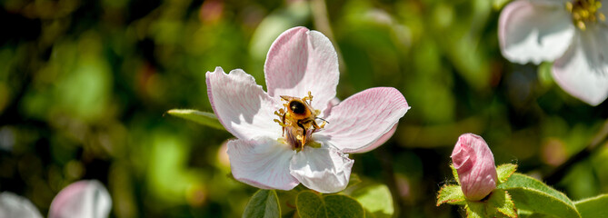 Apple trees flowers. the seed-bearing part of a plant, consisting of reproductive organs