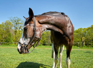 Horse on the green  grass