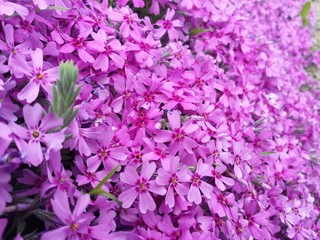 Blütenpracht am Schrebergarten, Deutschland