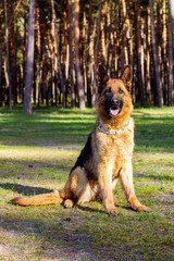 a German shepherd walks in the woods