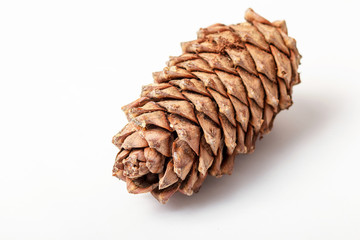 Cedar cone
