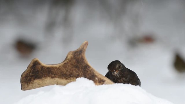 Amsel Weibchen hinter Damhirsch Schaufel, Winter