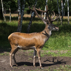 deer in natural environment