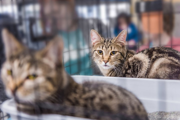 Two young cats in a cage waiting for adoption