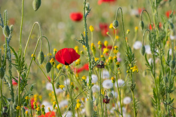 Red poppies