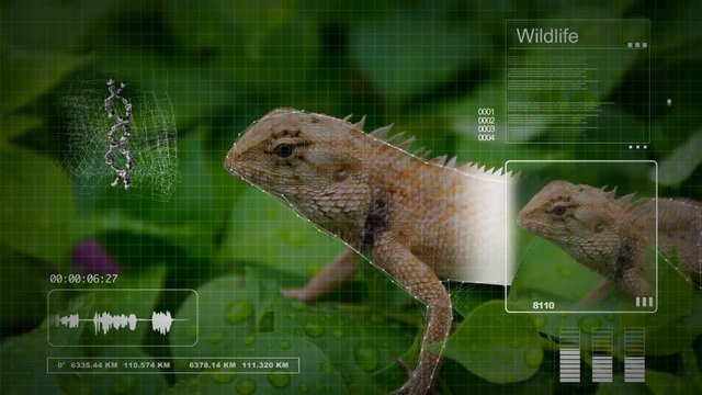 Seamless animation analysis of tree lizard with digital computer analysis interface technology. DNA scanning of wildlife lizard animal in biology education or documentary presentation concept loop