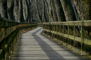 Der Weg ist das Ziel - Holzbrücke durch Baumallee