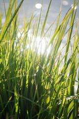 Green grass.