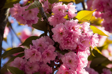 Detail of pink flowering Japanese cherry tree - Sakura