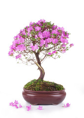 Bonsai Azalea japonica on a white background