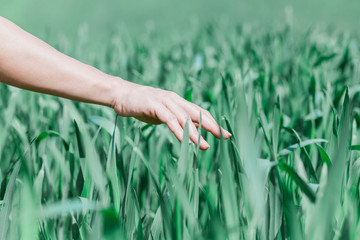 Close-up of the hand touching the wheat in the field