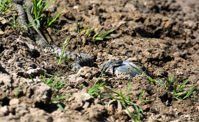 Snake eating a fish in the Volga Delta, Astrakhan, Russia.