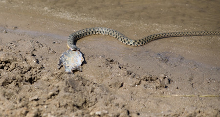 Snake eating a fish in the Volga Delta, Astrakhan, Russia.
