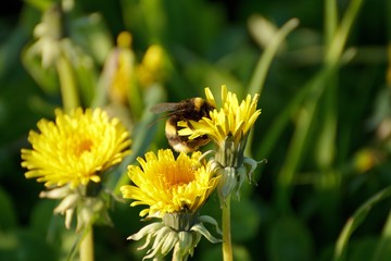A bumblebee on a dandelion on a meadow