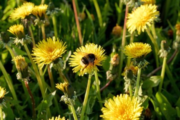 A bumblebee on a dandelion on a meadow