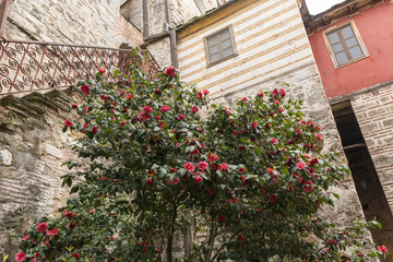 Fototapeta na wymiar Red camellia flowers blooming in the garden, leafs in the background, in a spring day; photography taken in Greece
