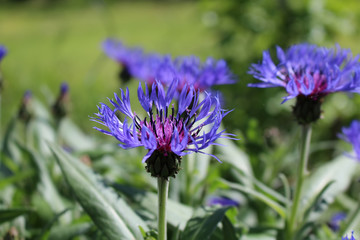 Closeup of cornflowers  blossoms in a garden.