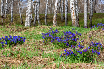 Medunica flowers blue spring birch Pulmonaria