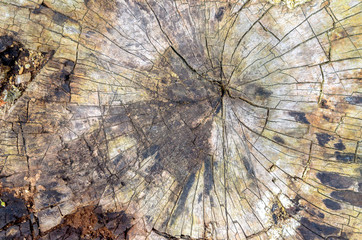 foozle of the cut-down tree covered with cracks and a moss