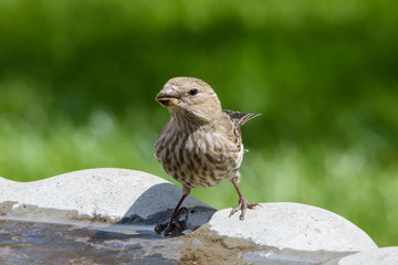 Female House Finch Drinking From Bird Bath