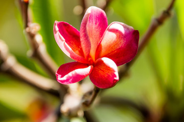 Fototapeta premium champa