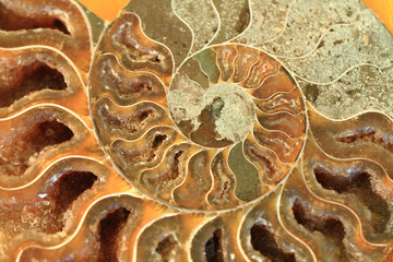 ammonites fossil texture