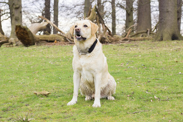 A labrador sits on the grass in the forest