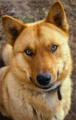 The symbol of the New 2018 according to the Eastern calendar yellow dog on the background of the earth