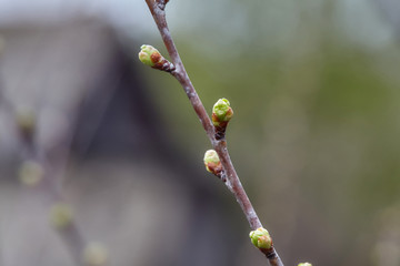 Green plant buds on tree branch in spring