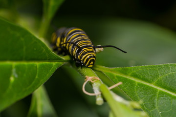 Exotische Schmetterlingsraupe