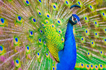 Naklejka premium Indian peafowl or Blue peafowl - Pavo cristatus - a large and brightly coloured bird, is a species of peafowl native to South Asia. Male peacock displaying.
