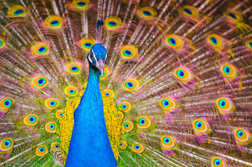 Fototapeta premium Indian peafowl or Blue peafowl - Pavo cristatus - a large and brightly coloured bird, is a species of peafowl native to South Asia. Male peacock displaying.