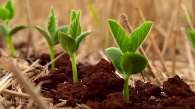 Soybeans growing