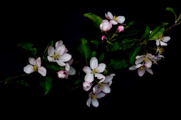 Fototapeta premium Apple blossom flowers close up isolated on a black background shallow depth of field low key, selective focus