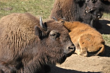 Fototapeta premium Un bison.